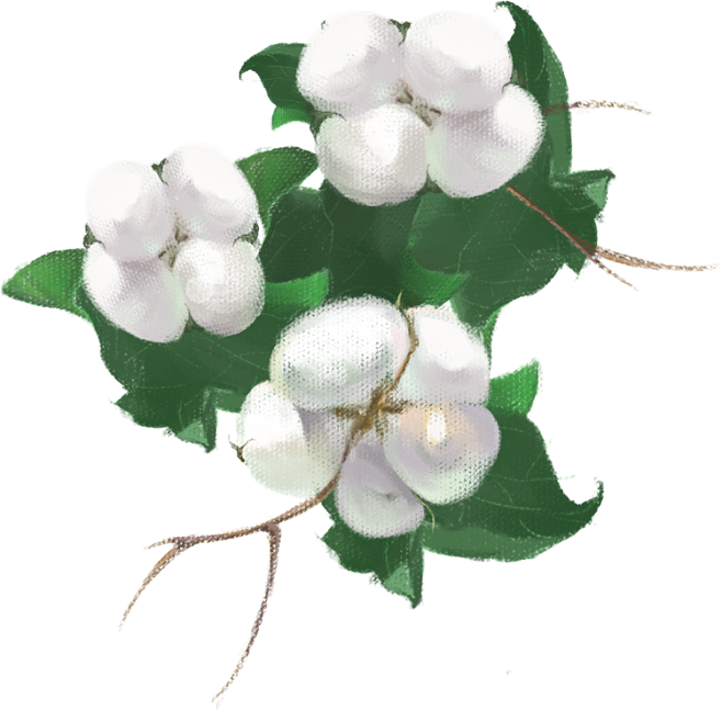 棉花素材圖片 高清免摳PNG的創(chuàng)意妙用與獲取指南